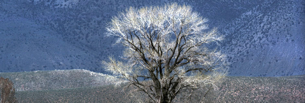 Arbre1Slide